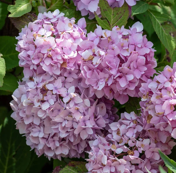 在阳光明媚的夏日 在自然阴影背景模糊的情况下 户外的夏季 春季柔和的郁郁葱葱的粉红绣球花 — 图库照片