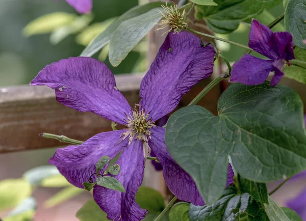 Outdoor floral color macro of a  dark violet clematis blossom on natural blurred background on a sunny summer day