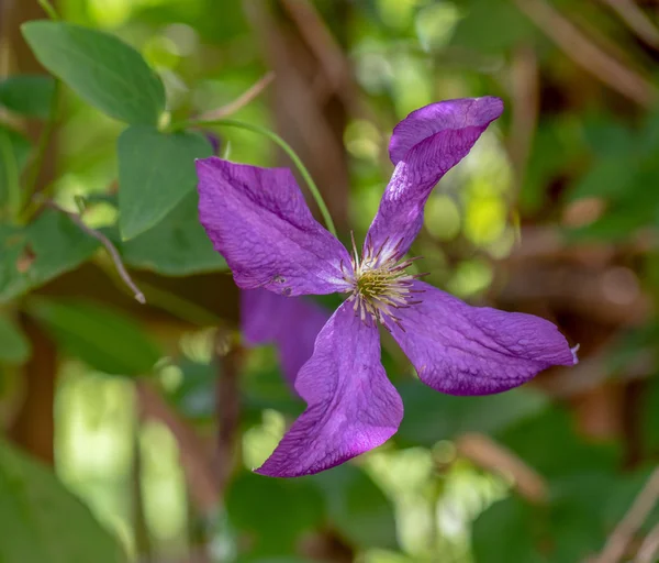 Macro Color Floral Aire Libre Una Flor Clematis Violeta Oscuro — Foto de Stock