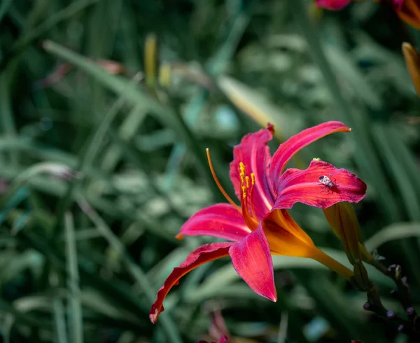 Colorful Outdoor Nature Macro Image Blooming Red Daylily Blossom Beetle — Stock Photo, Image