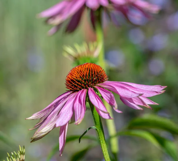 Bellas Artes Naturaleza Muerta Macro Floral Aire Libre Una Flor — Foto de Stock