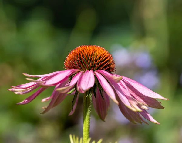 Bellas Artes Bodegón Aire Libre Macro Floral Una Sola Flor — Foto de Stock