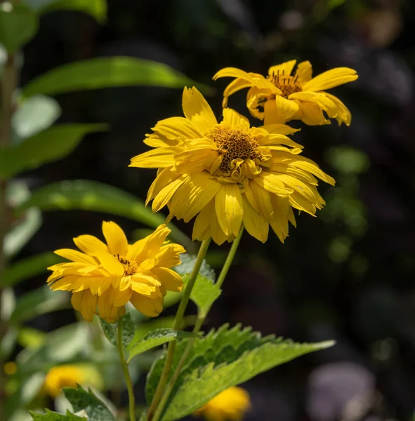 Colorida Imagen Macro Floral Aire Libre Girasoles Falsos Flor Amarilla — Foto de Stock