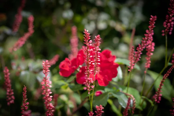 Kolorowe Zewnątrz Naturalny Bliska Kwiatowy Obraz Pola Fioletowy Czerwony Snakeroot — Zdjęcie stockowe