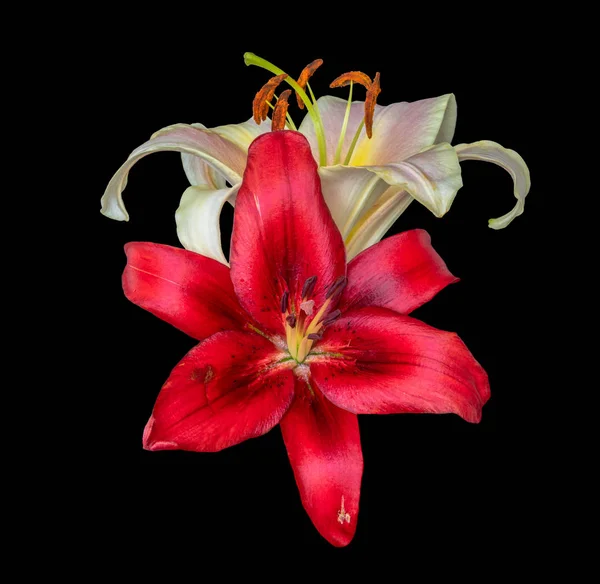 美术静物色彩宏观形象的一个广泛开放绽放的红色百合花与白色的背景与详细的纹理在黑色背景 — 图库照片
