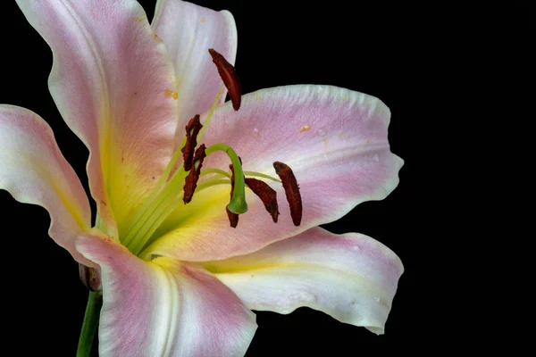 美术静物明亮多彩的花香宏观的一个内部的宽开放的黄色粉红色白色百合花雨滴雨滴在黑色背景的花瓣上 — 图库照片