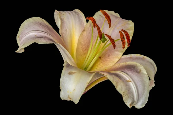 Képzőművészeti Csendélet Pasztell Színű Virág Makró Egyetlen Elszigetelt Sárga Rózsaszín — Stock Fotó