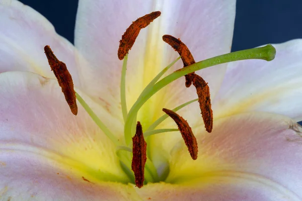 Fine Art Still Life Bright Colorful Floral Macro Inner Yellow — Stock Photo, Image