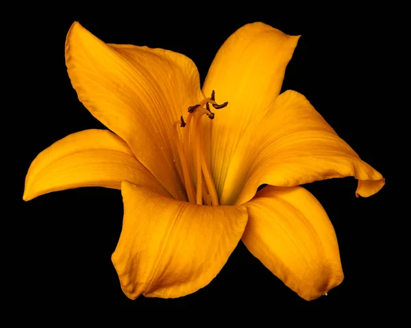 매크로 빈티지 스타일에 상세한 텍스처와 배경에 절연된 어두운 노란색 이미지 — 스톡 사진