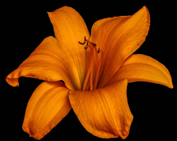 Bellas Artes Bodegón Color Macro Imagen Una Sola Flor Azahar — Foto de Stock