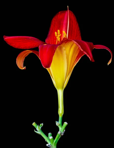 ビンテージ絵画スタイルで詳細なテクスチャと黒の背景の幹と単一孤立したワイド オープン赤黄色いカンゾウ花の美術静物カラー マクロ画像 — ストック写真