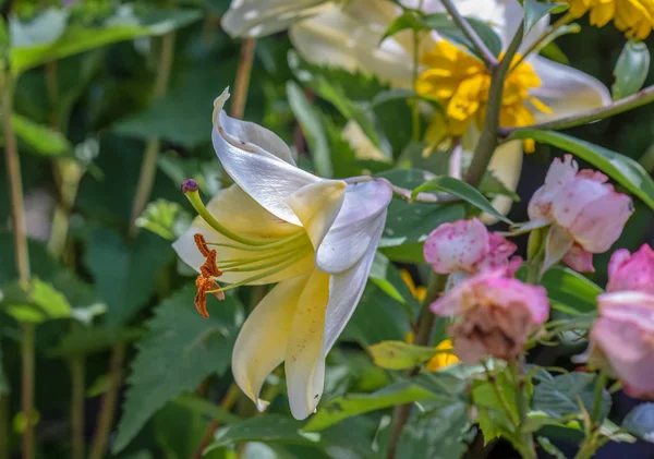 Outdoor floral color macro of a single isolated sunlit white lily blossom on natural blurred colorful garden background