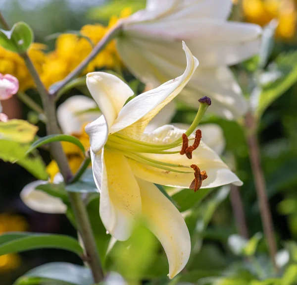 Outdoor floral color macro of a single isolated sunlit white lily blossom on natural blurred colorful garden background