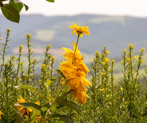 Image Florale Extérieure Chaude Faux Tournesols Héliopsis Fleurs Jaunes Sur — Photo