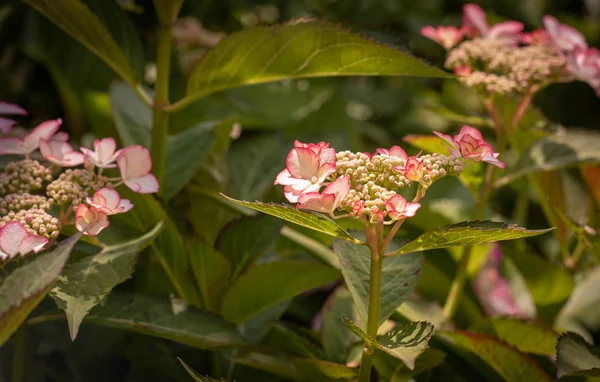 Kleur Buiten Floral Macro Van Een Bloeiende Roze Witte Hortensia — Stockfoto