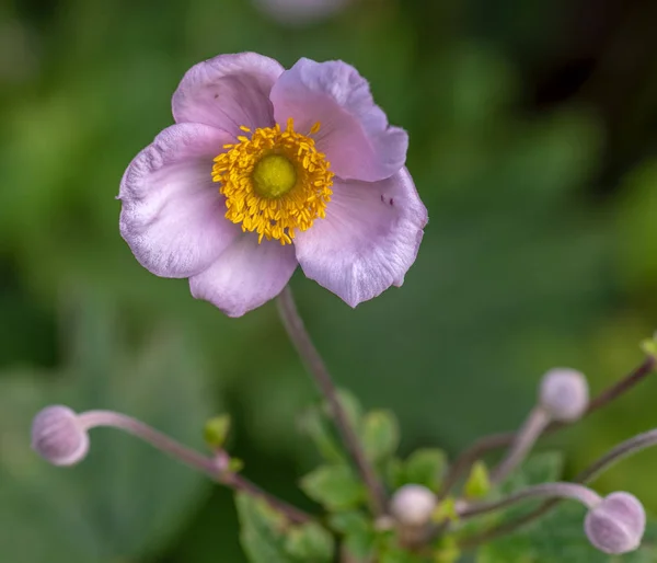 Color Natural Outdoor Floral Image Blooming Pink Autumn Anemone Buds — Stock Photo, Image