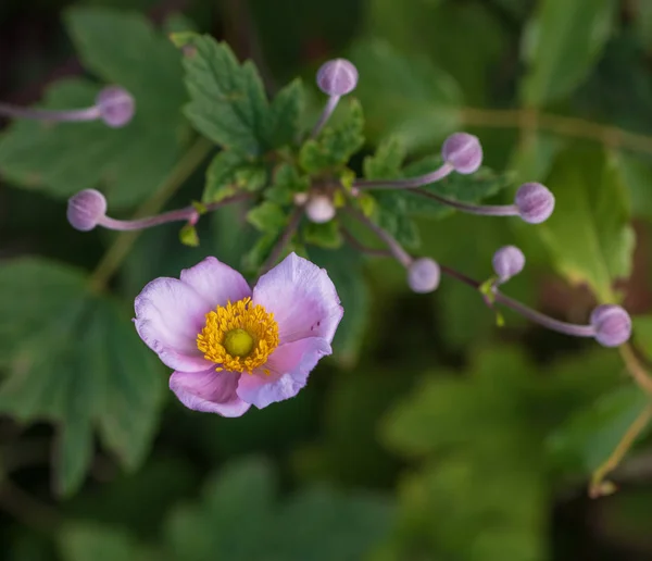Ljusa Färg Utomhus Blommig Bild Enda Isolerad Blommande Intensiv Rosa — Stockfoto