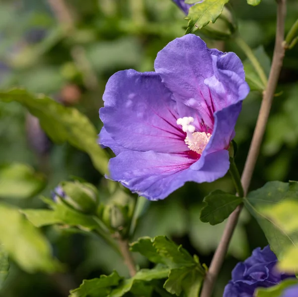 Цветок Натурального Цветка Открытом Воздухе Крупным Планом Изображение Одного Фиолетового — стоковое фото