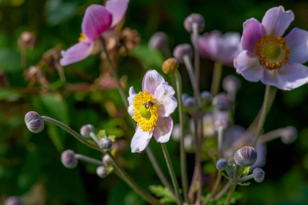 Klara Utomhus Blommig Bild Blommande Vit Ljus Rosa Hymn Med — Stockfoto