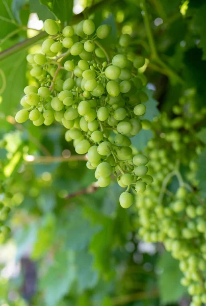 Color Outdoor Close Image Bunch Green Grapes Grapevine Taken Bright — Stock Photo, Image