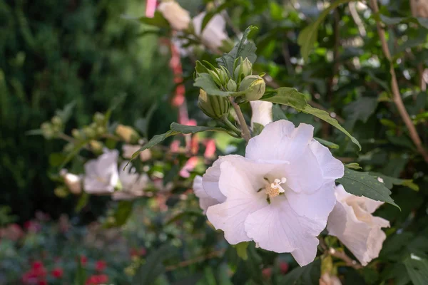 Цвет Наружного Природного Цветка Крупным Планом Изображение Белого Цветка Гибискуса — стоковое фото