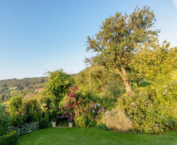 ベンチ アネモネ 青空の晴れた夏の日の背景に農村部の起伏のある農地田舎で庭の屋外の自然画像 — ストック写真