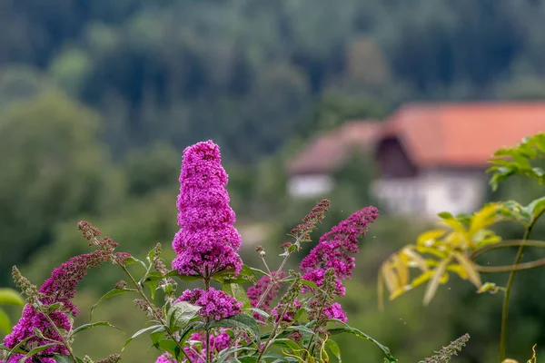 Aer Liber Vară Primăvară Culoare Macro Floare Liliac Roz Violet — Fotografie, imagine de stoc