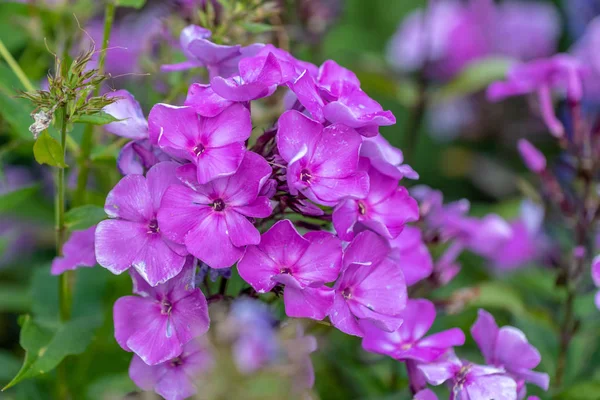 Natural color outdoor image of violet phlox blossoms in a field of plants on a sunny summer day with natural blurred colorful background