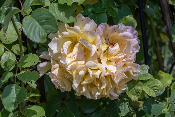 Kolor Odkryty Natura Kwiat Obraz Grono Bujną Blaknięcie Biały Różowy — Zdjęcie stockowe