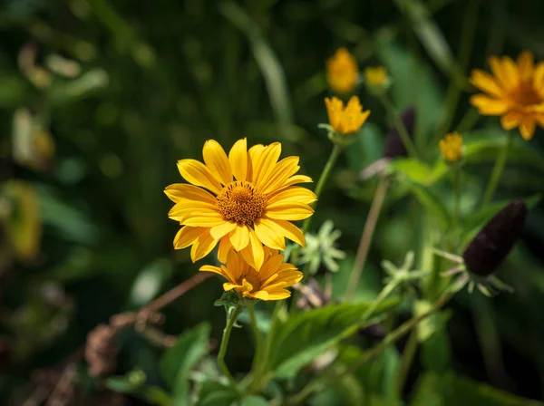 Naturel Floral Couleur Vive Macro Extérieure Pot Jaune Souci Bruyères — Photo