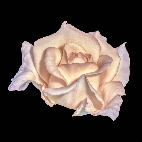 Изобразительное Искусство Натюрморт Пастельного Цвета Цветок Макро Желтой Розовой Розы — стоковое фото