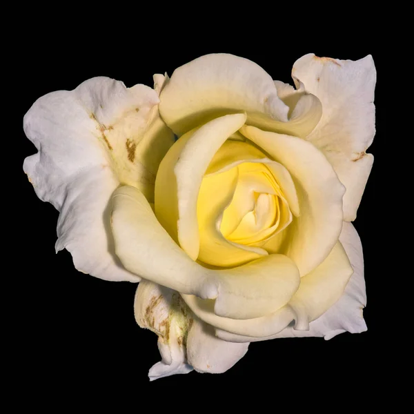 Képzőművészeti Csendélet Színes Virág Felülnézetben Makró Fotó Egy Sárga Fehér — Stock Fotó