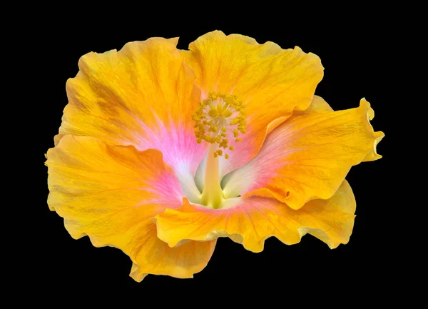 Floral color macro flower image of a single isolated blooming open yellow red hibiscus blossom with detailed texture on black background