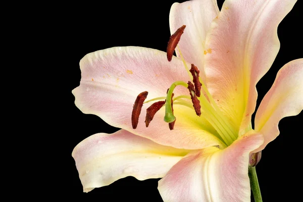 美术静止不动的生活明亮多彩的花宏观的一个黄色粉红色百合花的内部与详细的纹理在黑色的背景 — 图库照片