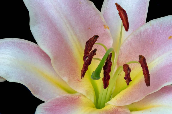 Fine Art Still Life Bright Colorful Floral Macro Inner Yellow — Stock Photo, Image