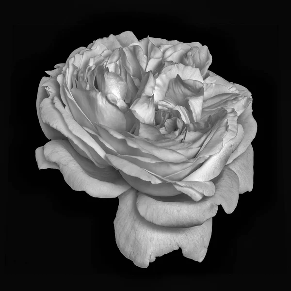 Monochrome fine art still life floral macro flower image of a single isolated white rose blossom withz vein and stripes, black background,detailed texture,vintage painting style