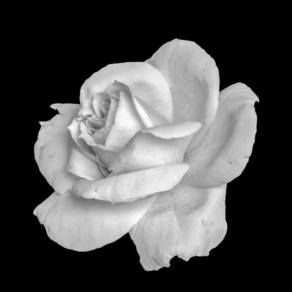 Monochromatyczne Sztuki Martwa Natura Kwiat Kwiatowy Makro Obraz Pojedynczy Jasny — Zdjęcie stockowe