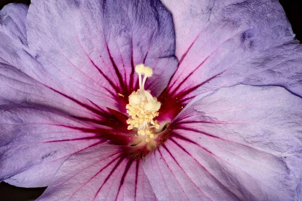 Floral color macro flower image of the inner of a a single isolated wide open blooming violet red hibiscus blossom with detailed texture on black background in vintage painting style