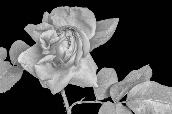 Beaux Arts Nature Morte Lumineux Monochrome Fleur Macro Une Fleur — Photo