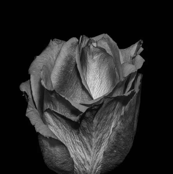 Beaux Arts Nature Morte Sombre Monochrome Macro Une Seule Fleur — Photo