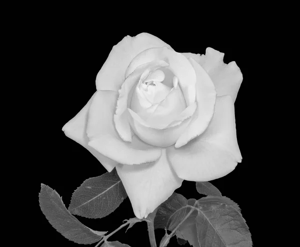 Образотворче Мистецтво Натюрморт Яскрава Монохромна Квітка Макрос Свіжої Білої Троянди — стокове фото