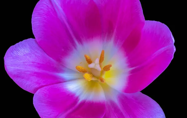 Натюрморт Яркий Красочный Макро Внутренней Части Одного Изолированного Розового Фиолетового — стоковое фото