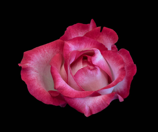 Still life color macro of a single isolated red pink rose blossom with detailed texture on black background