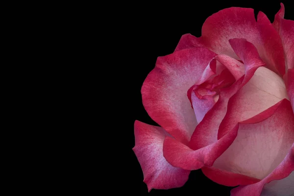 Nature Morte Macro Couleur Une Seule Fleur Rose Rouge Blanc — Photo