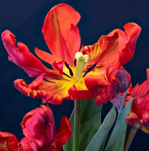 Natürmort Parlak Renkli Makro Geniş Açık Papağan Lale Çiçeği Bir — Stok fotoğraf