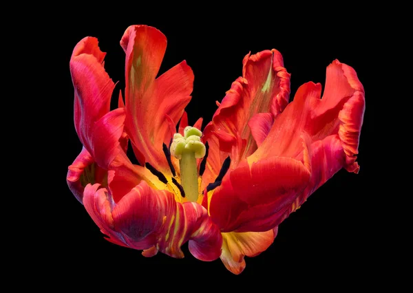 Bright colorful macro photography of the inner of a single isolated wide open parrot tulip blossom in pop-art colors on black background