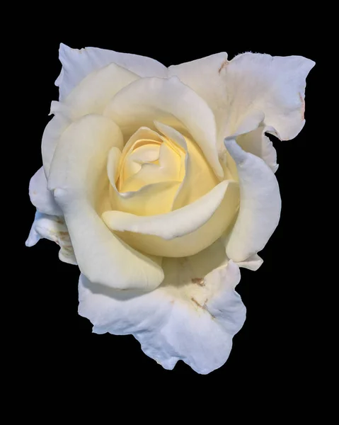 Képzőművészeti Csendélet Fényes Lágy Színű Virág Felülnézeti Makró Fotó Egy — Stock Fotó