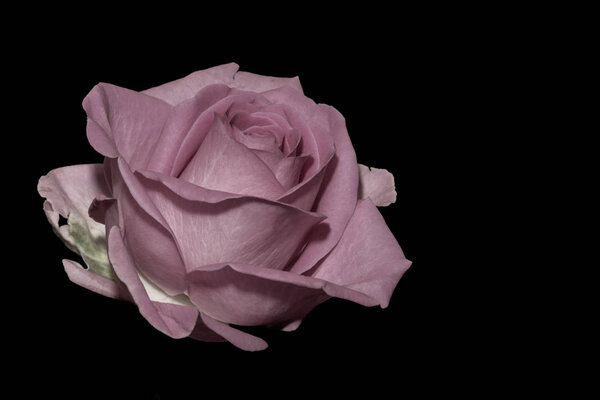 Still life color macro of a single isolated pastel pink rose blossom with detailed texture on black background