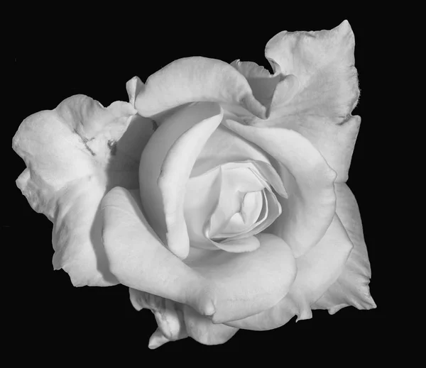 Zwart Wit Kunst Stilleven Floral Macro Bloem Opname Van Een — Stockfoto