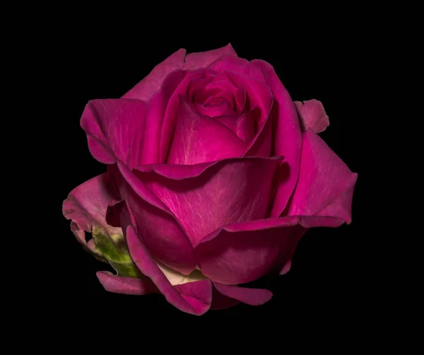 在黑色背景上有详细纹理的单一孤立的紫色红玫瑰花的静物颜色宏 — 图库照片